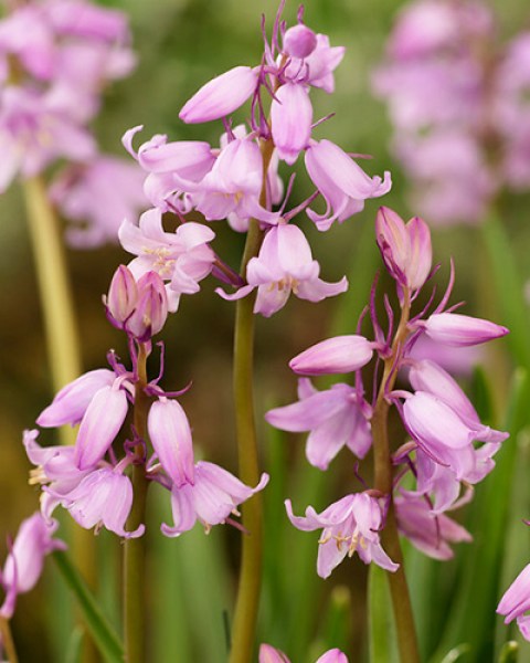 Hyacinthoides hispanica pink